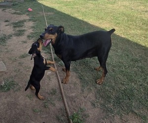 German Pinscher Dog Breeder near LAVACA, AR, USA