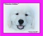 Small Photo #1  Breeder Profile in PRINCETON, WV, USA