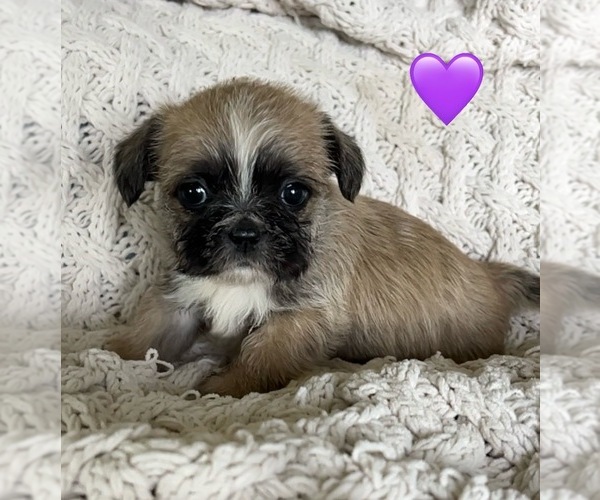 Medium Photo #5  Breeder Profile in DENTON, MD, USA