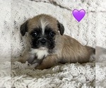 Small #4 Breeder Profile image