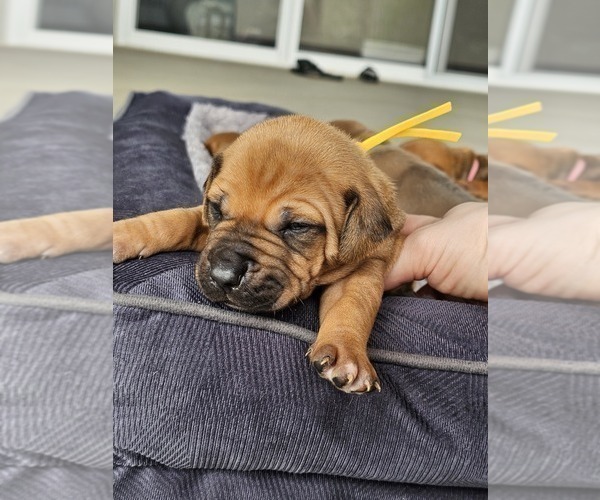 Medium Photo #13  Breeder Profile in BUMPASS, VA, USA