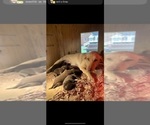 Small #13 Breeder Profile image