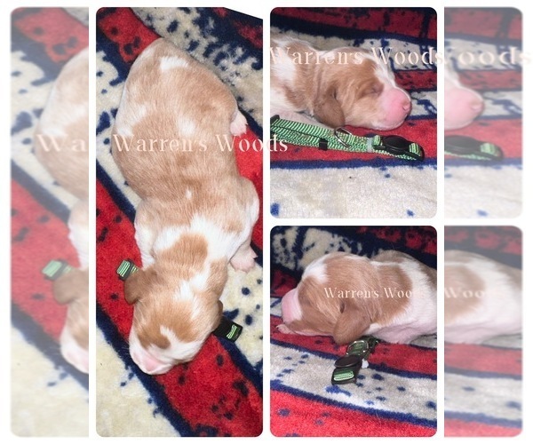 Medium Photo #4  Breeder Profile in THOMPSONVILLE, MI, USA