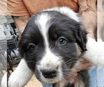 Small #2 Breeder Profile image