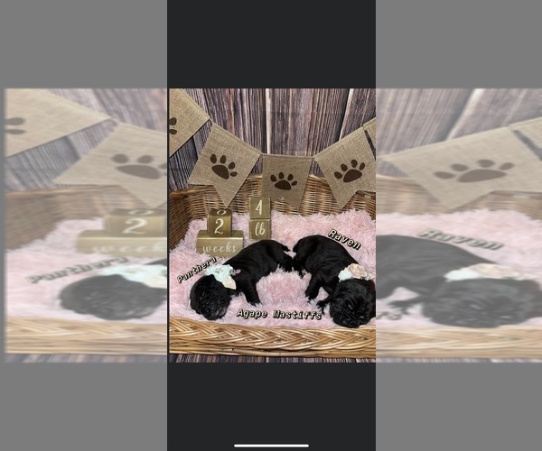 Medium Photo #35  Breeder Profile in MORRISTON, FL, USA