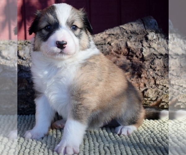 Medium Photo #1  Breeder Profile in LAKE WILDWOOD, CA, USA