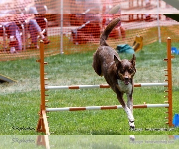 Medium Photo #44  Breeder Profile in CAMAS, WA, USA