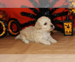 Small #57 Breeder Profile image