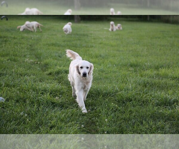 Medium Photo #16  Breeder Profile in URBANA, OH, USA