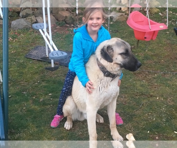 Medium Photo #7  Breeder Profile in CANDLER, NC, USA