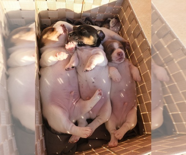 Medium Photo #5  Breeder Profile in CLAREMORE, OK, USA