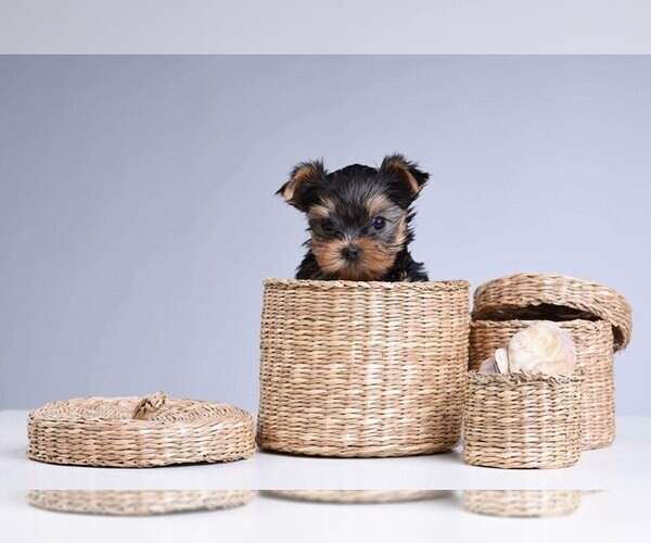 Medium Photo #18  Breeder Profile in SCHAUMBURG, IL, USA