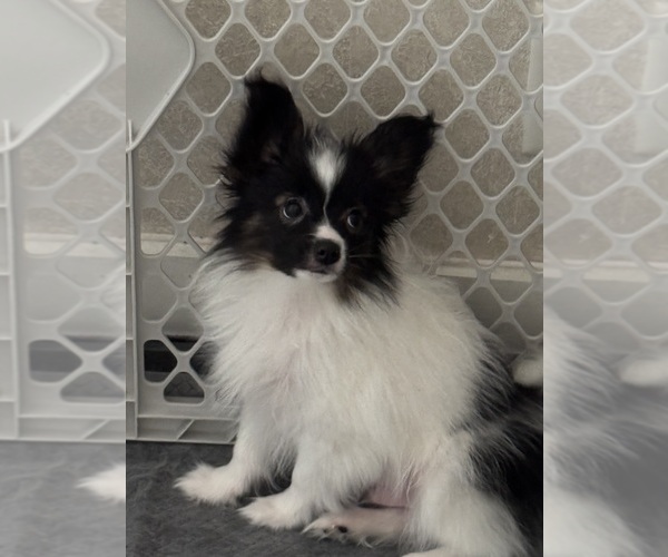 Medium Photo #2  Breeder Profile in BROOKLYN, NY, USA