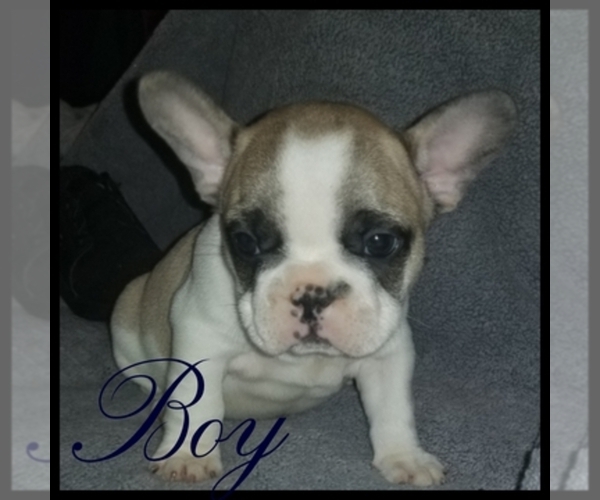 Medium Photo #1  Breeder Profile in PACOIMA, CA, USA