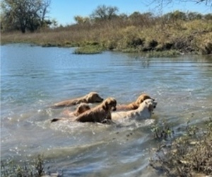 Golden Retriever Dog Breeder near CHINA SPRING, TX, USA