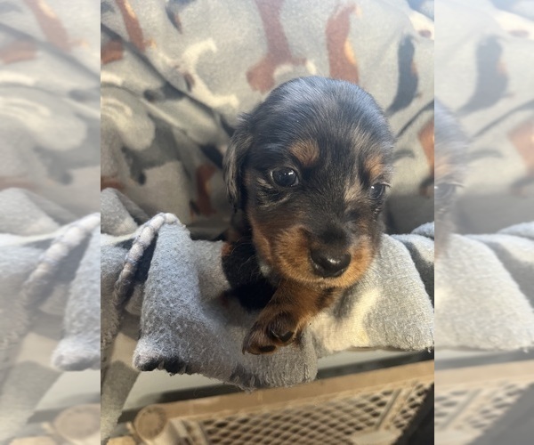 Medium Photo #1  Breeder Profile in SOUTH HAVEN, KS, USA