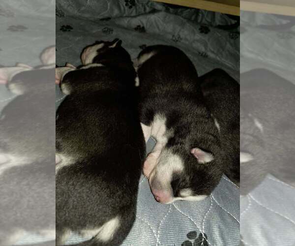 Medium Photo #41  Breeder Profile in ALTON, IL, USA