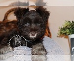 Small breeder photo