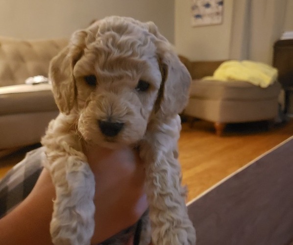 Medium Photo #1  Breeder Profile in PENSACOLA, FL, USA