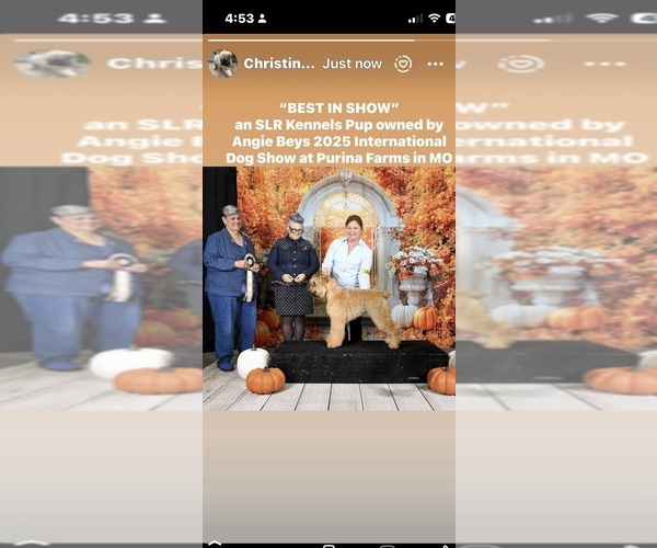 Medium Photo #9  Breeder Profile in LOUISVILLE, KY, USA