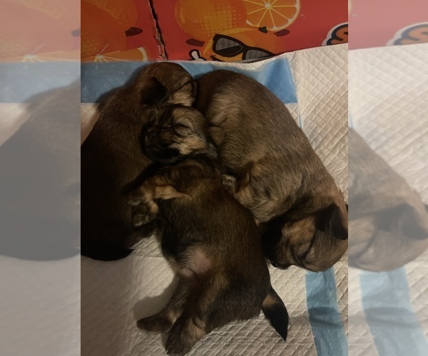 Medium Photo #3  Breeder Profile in UPPR MARLBORO, MD, USA