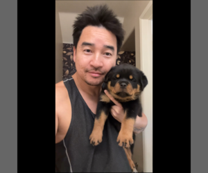 Rottweiler Dog Breeder near MENIFEE, CA, USA