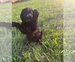 Small #8 Breeder Profile image
