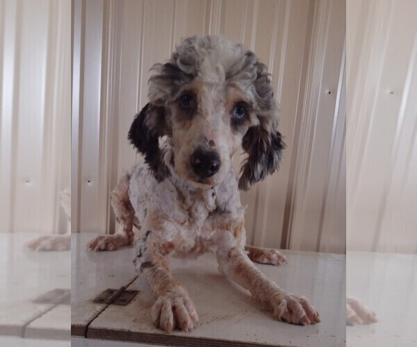 Medium Photo #1  Breeder Profile in PARKER, PA, USA