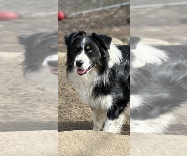 Medium Photo #5  Breeder Profile in BETHANY, CT, USA