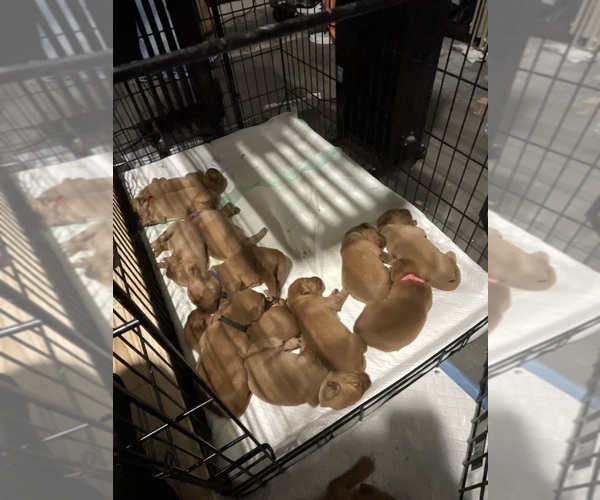 Medium Photo #25  Breeder Profile in CHINO VALLEY, AZ, USA