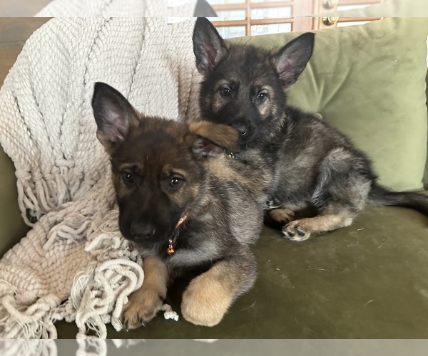 Medium Photo #9  Breeder Profile in PERKINSVILLE, VT, USA