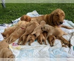 Small Photo #4  Breeder Profile in WOOSTER, OH, USA