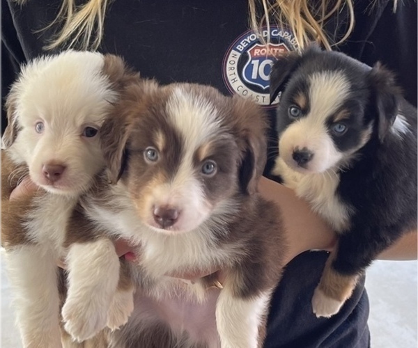 Medium Photo #4  Breeder Profile in DIXON, CA, USA