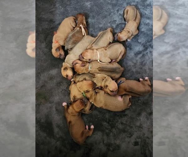 Medium Photo #1  Breeder Profile in YOUNGWOOD, PA, USA