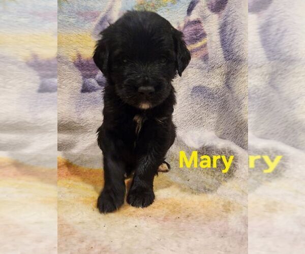 Medium Photo #8  Breeder Profile in MONETA, VA, USA