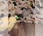 Small Photo #3  Breeder Profile in NEW WAVERLY, TX, USA