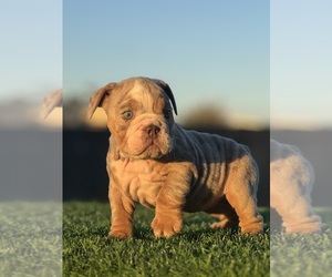 French Bulldog Dog Breeder near LITTLEROCK, CA, USA