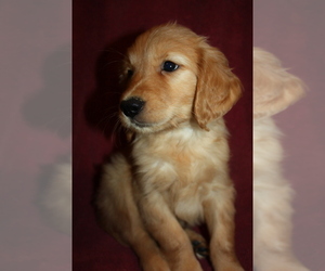 Golden Retriever Dog Breeder near ARROYO GRANDE, CA, USA