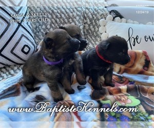 Main photo of German Shepherd Dog Dog Breeder near GRIFFIN, GA, USA