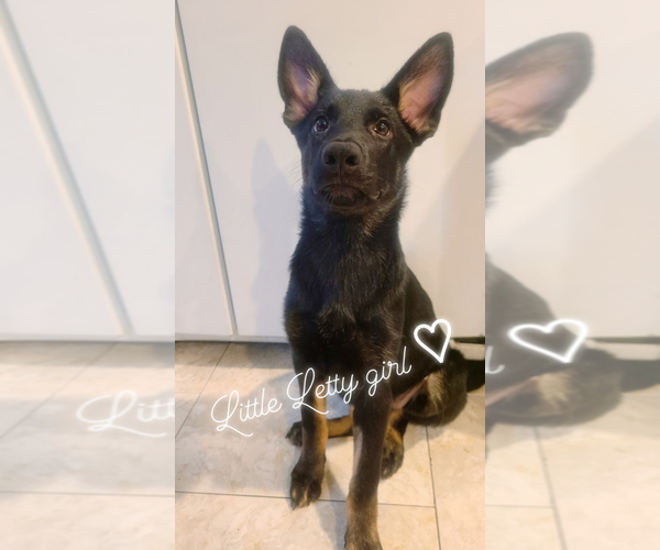 Medium Photo #19  Breeder Profile in MIDDLETOWN, CT, USA