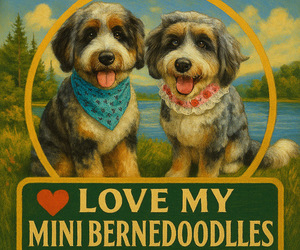 Bernedoodle (Miniature) Dog Breeder near SALUDA, SC, USA