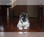 Small breeder photo