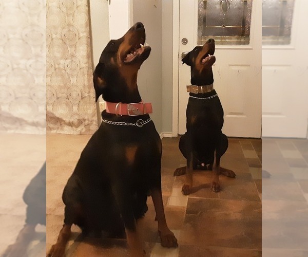 Medium Photo #1  Breeder Profile in KILLEEN, TX, USA