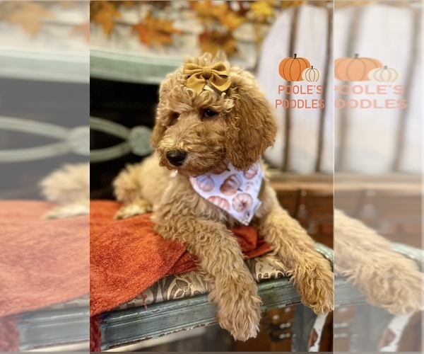 Medium Photo #1  Breeder Profile in ALPENA, AR, USA