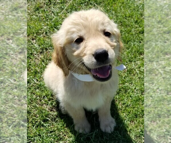 Medium Photo #4  Breeder Profile in LAKELAND, FL, USA