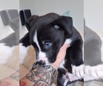 Small #20 Breeder Profile image