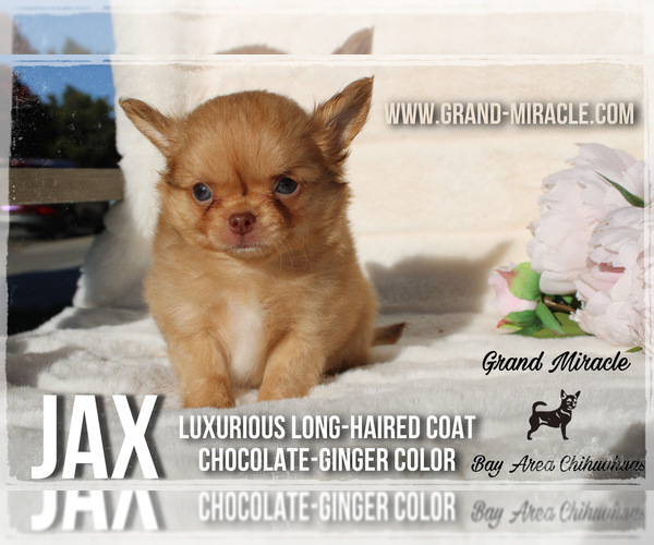 Medium Photo #5  Breeder Profile in SAN JOSE, CA, USA