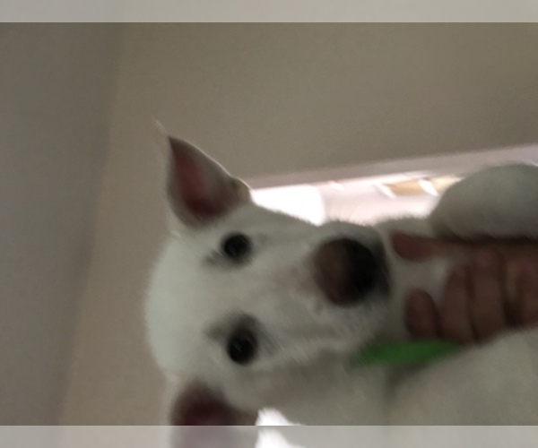 Medium Photo #1  Breeder Profile in CRESCO, PA, USA