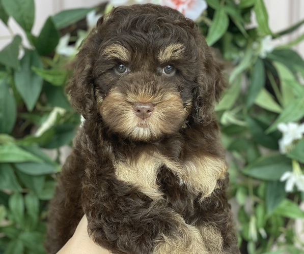 Medium Photo #1  Breeder Profile in LA PLATA, MD, USA