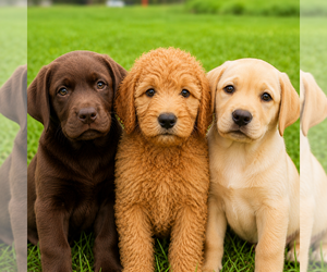Goldendoodle Dog Breeder near JOHNS CREEK, GA, USA
